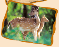 Karnataka Wildlife