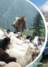 Tourism in Himachal Pradesh